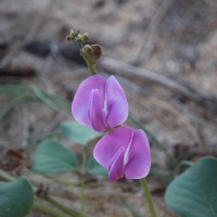 Canavalia rosea (Sw.) DC.